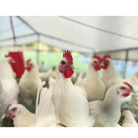 Chicken Box