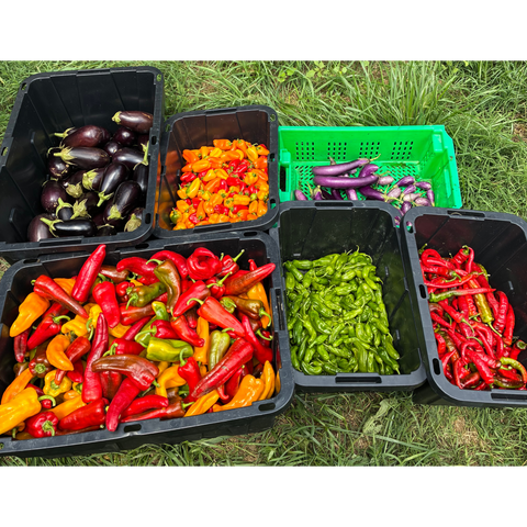 CSA Vegetables