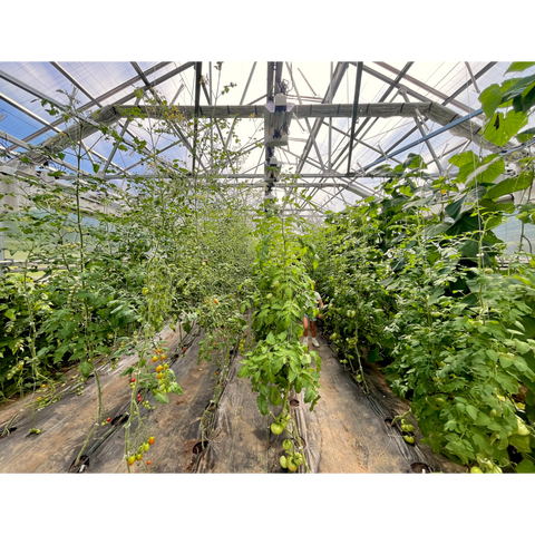 CSA Vegetables