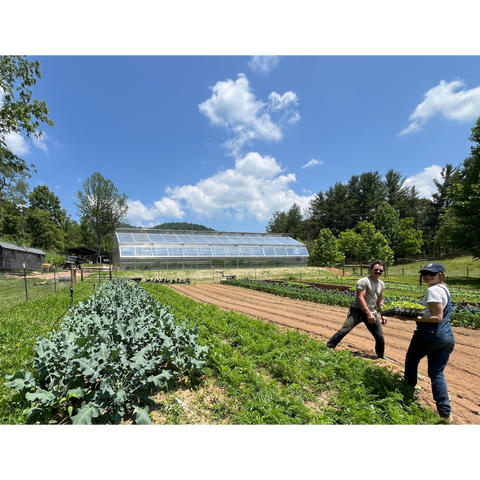 CSA Vegetables
